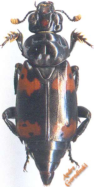 http://www.gorodinski.ru/silphidae/Nicrophorus nepalensis s.str.jpg